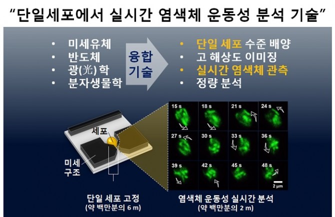 세포에서 염색체의 움직음을 실시간으로 분석하는 기술 개념도 - 충남대 제공